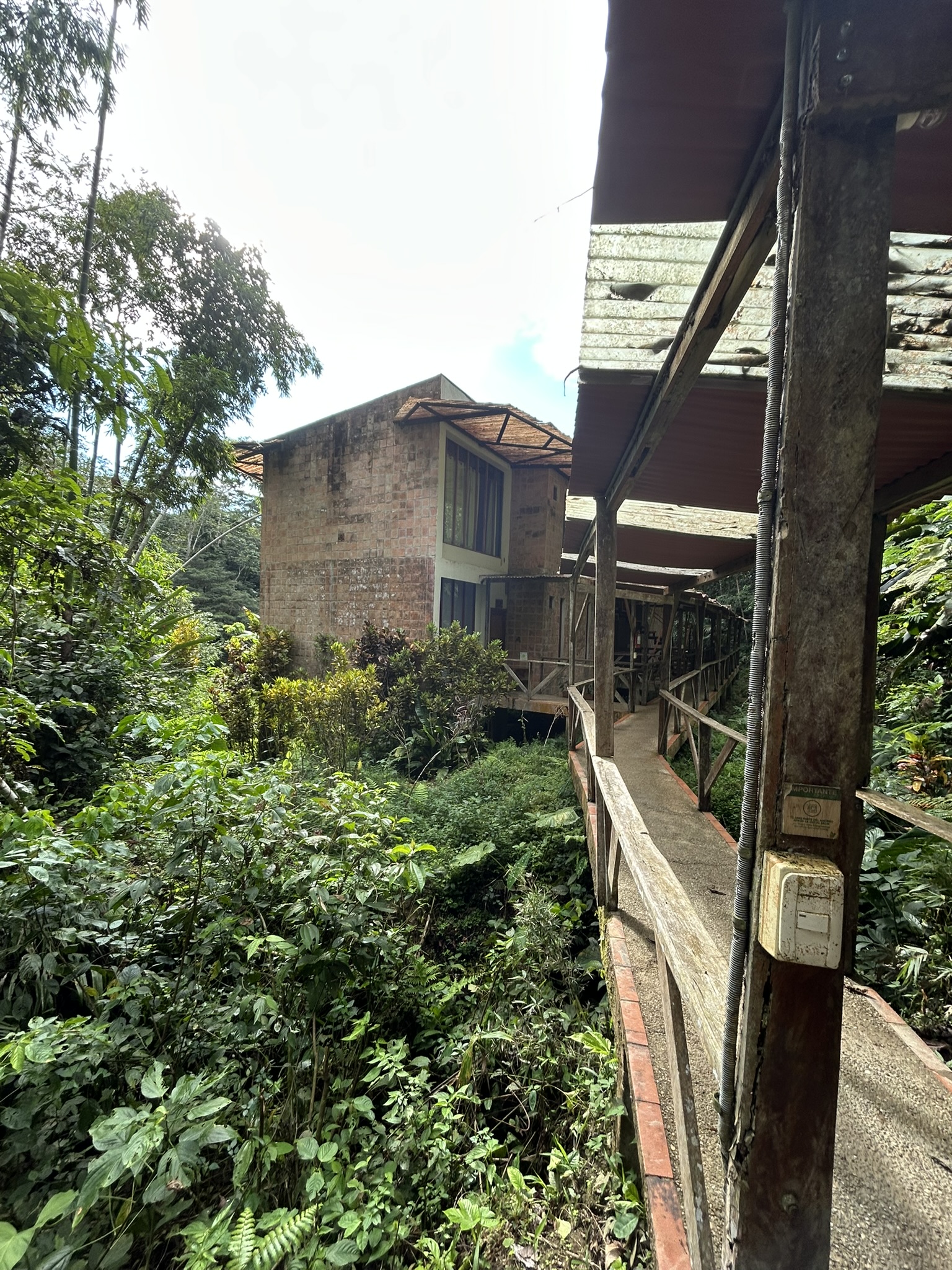 Amazon landscape