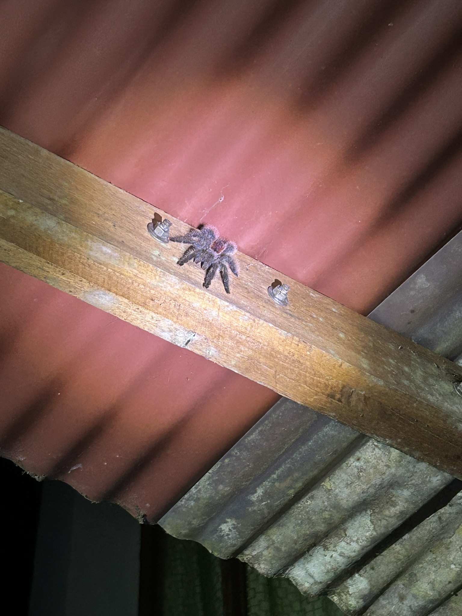 Amazon wildlife