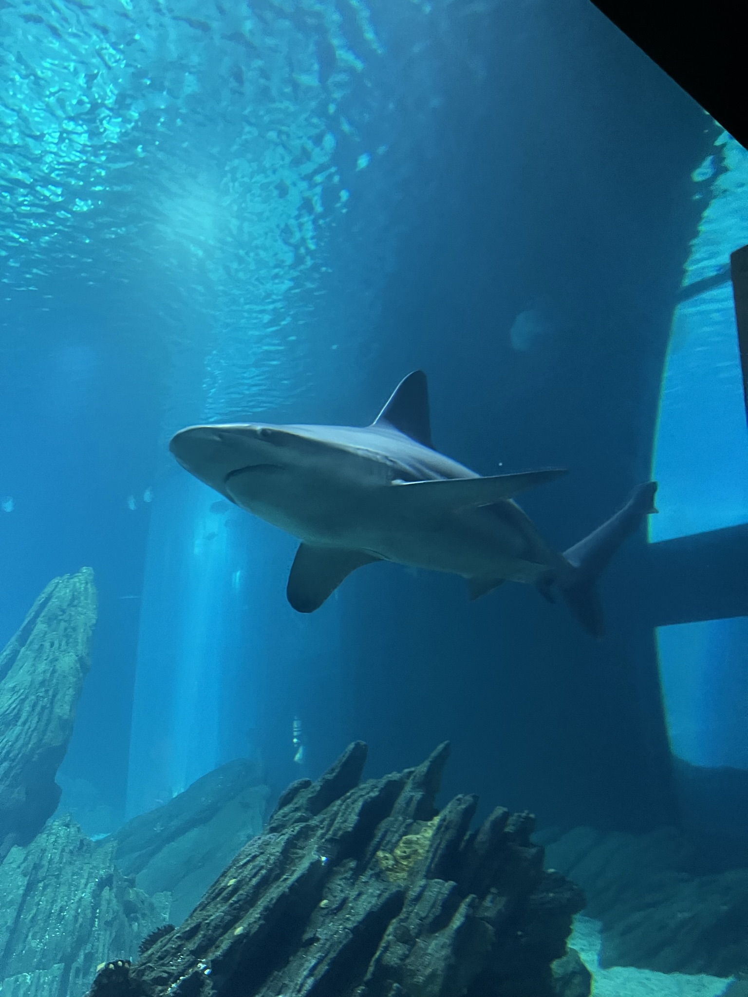 Lisbon Oceanarium