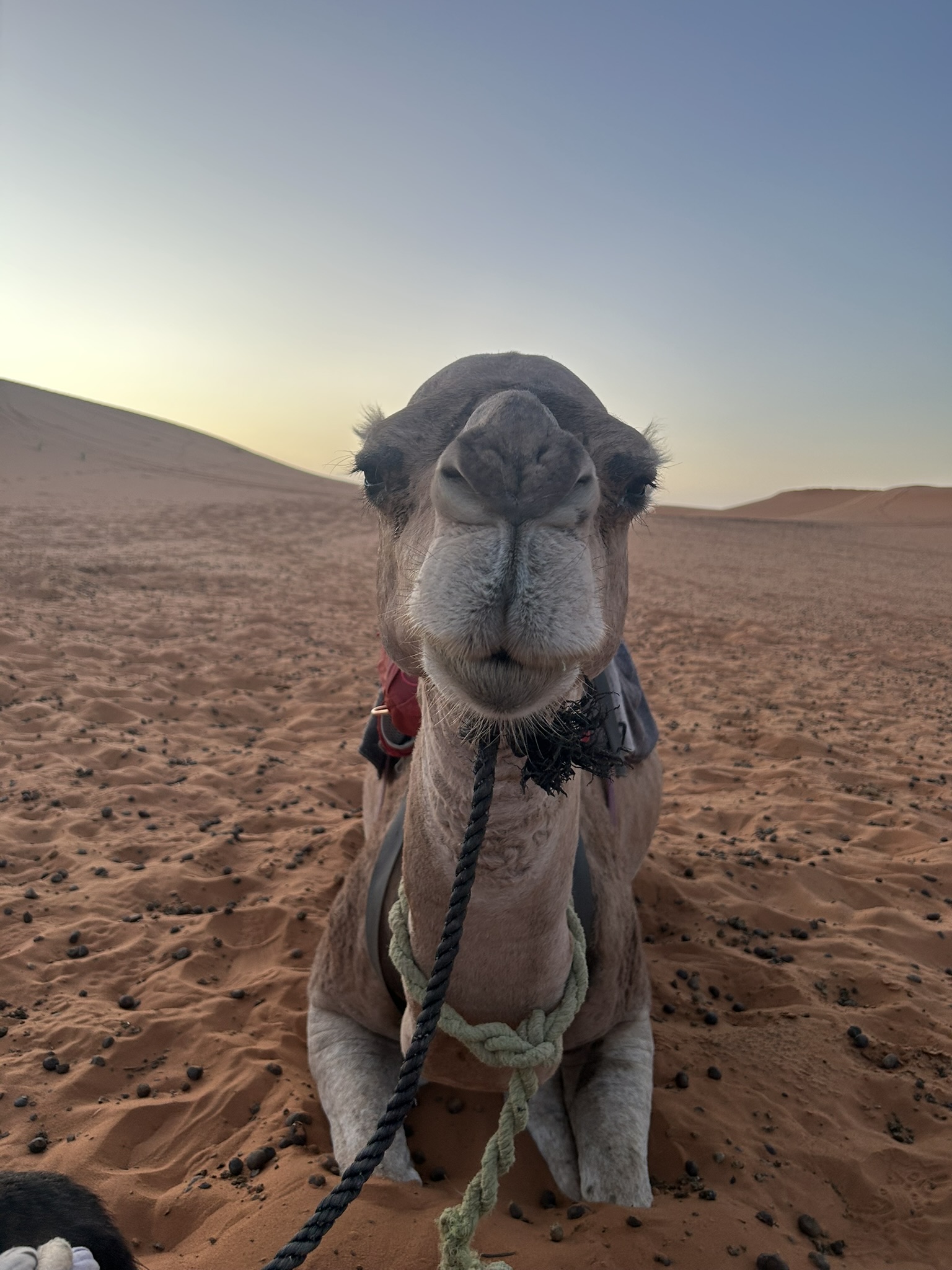 Camel trek