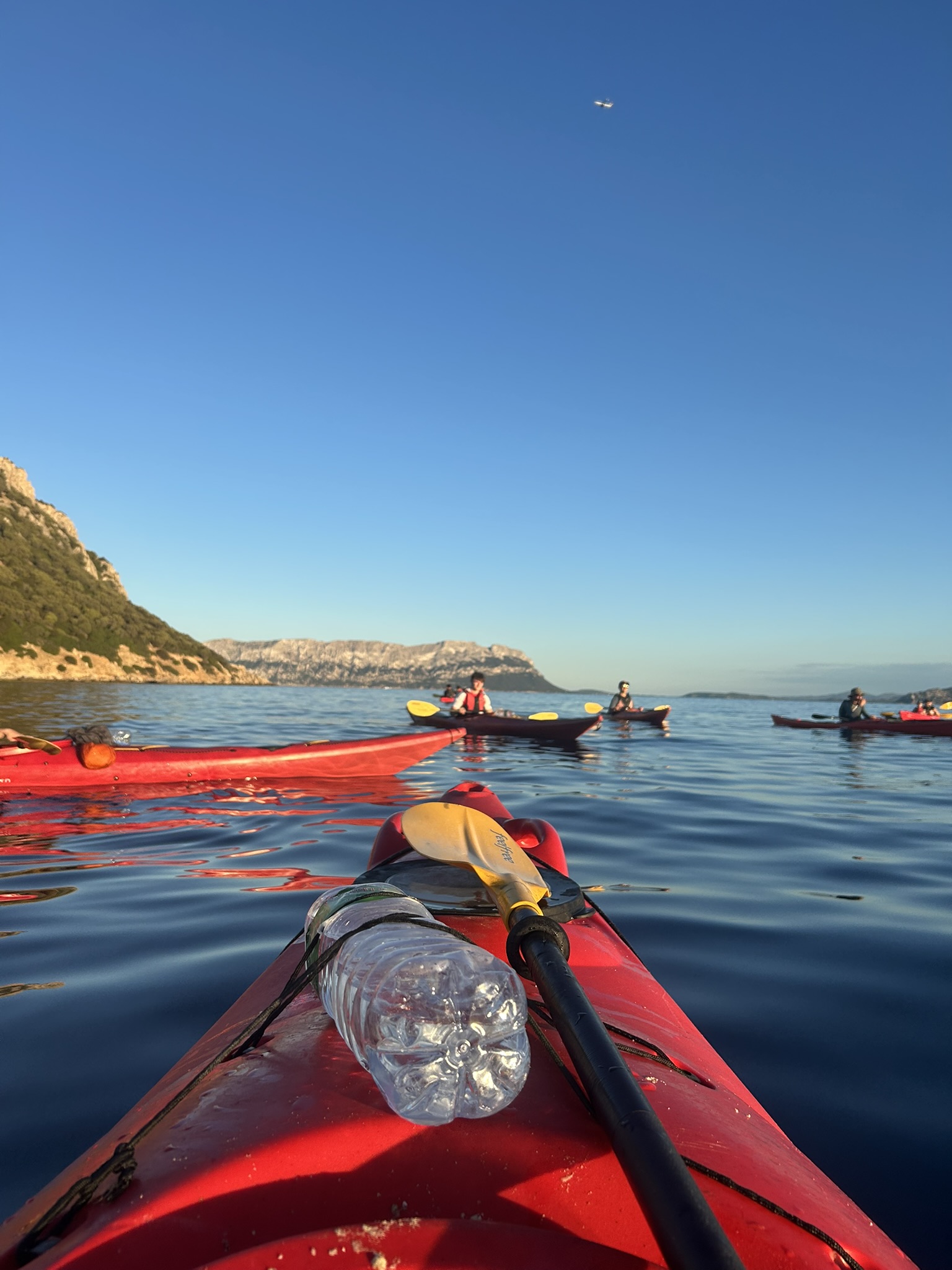 Dolphins in the bay